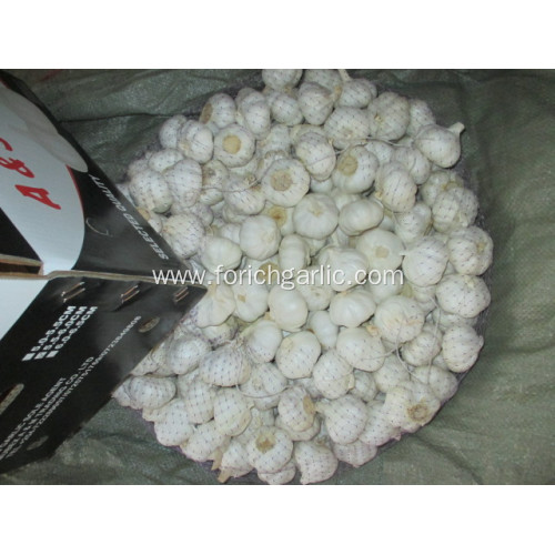 Pure White Garlic 2020 Size 5.5cm